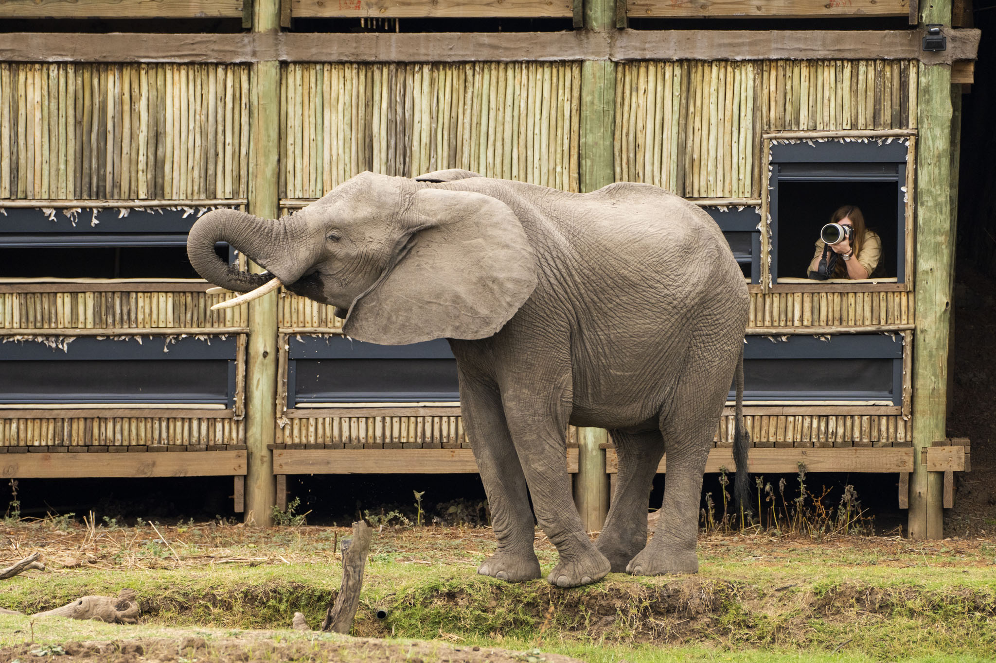 elephant bull in front of photography hide of main lodge by puku camp Zambia