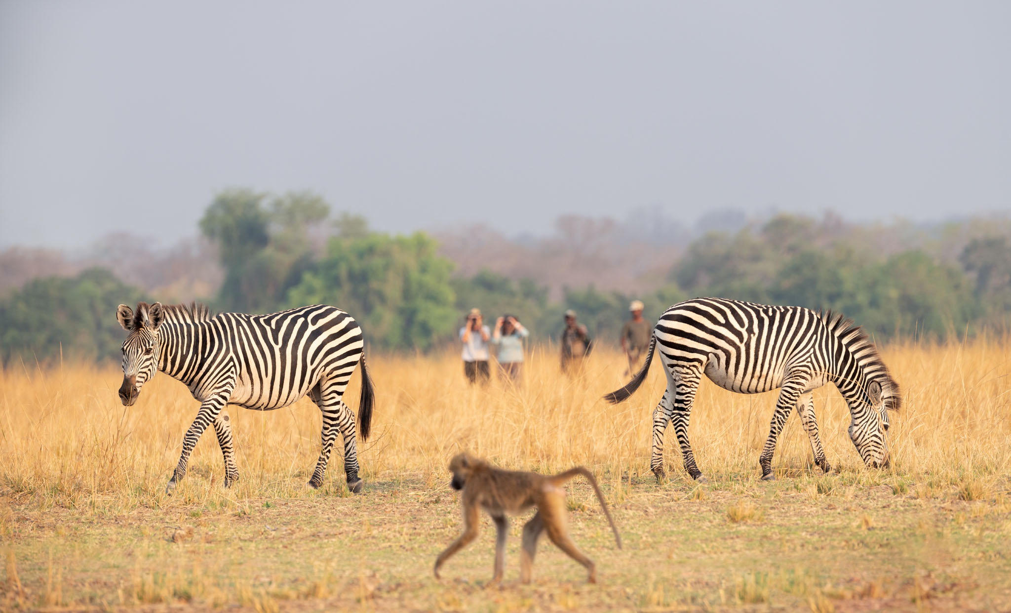 walking safari spotting zebras and baboon by Puku Ridge Camp Zambia Luangwa Plains