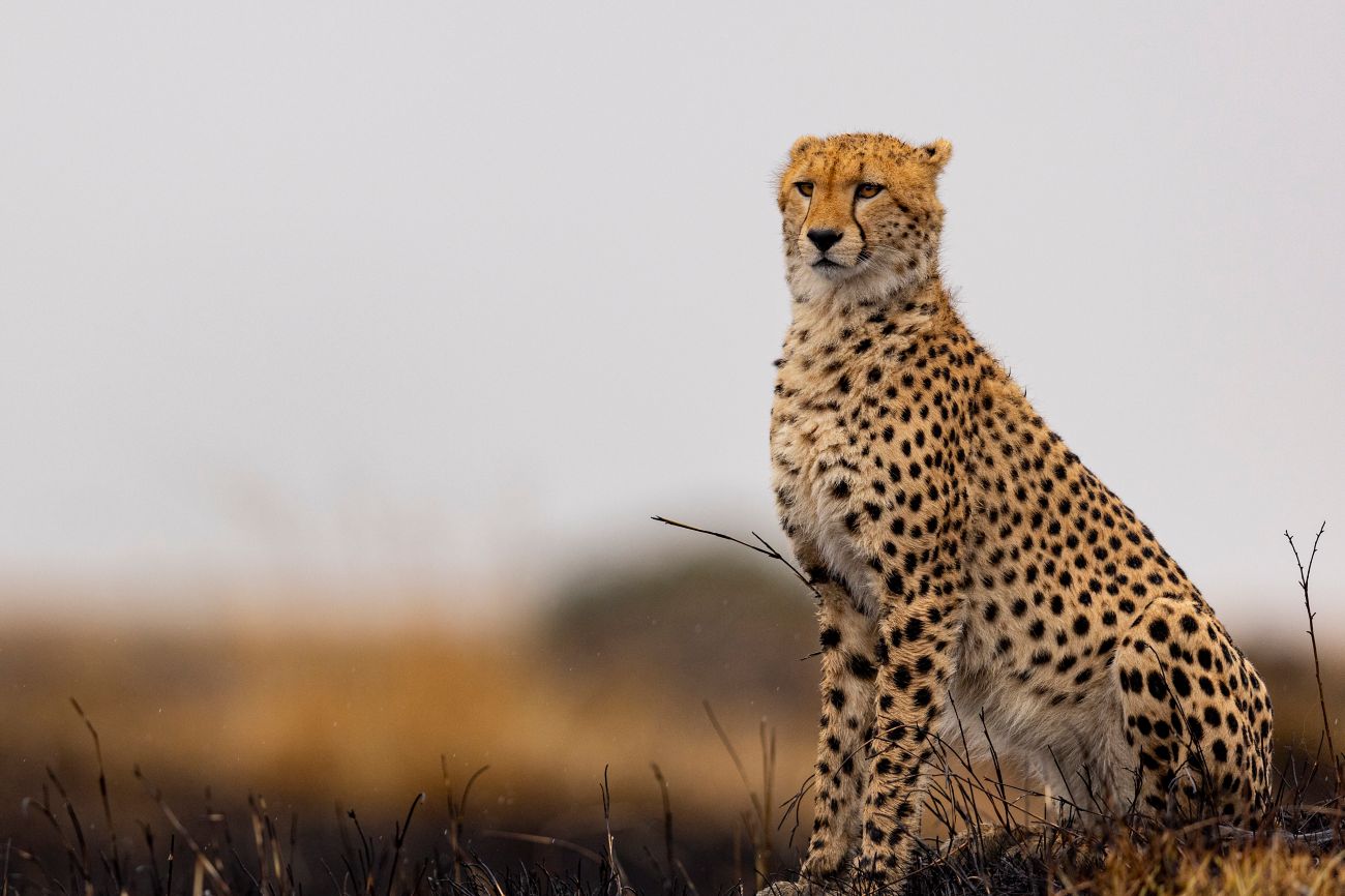 cheetah sitting in grass sighted by ritz carlton masai mara