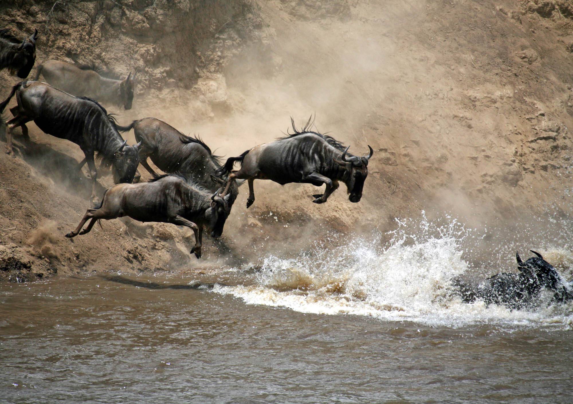 wildebeest crossing a river on the mara near ritz carlton masai mara 