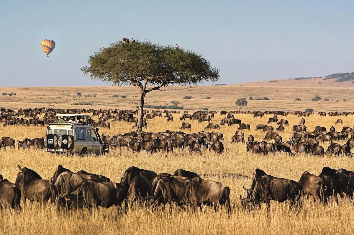 migrating wildebeest with safari vehicle on plains of ritz carlton masai mara