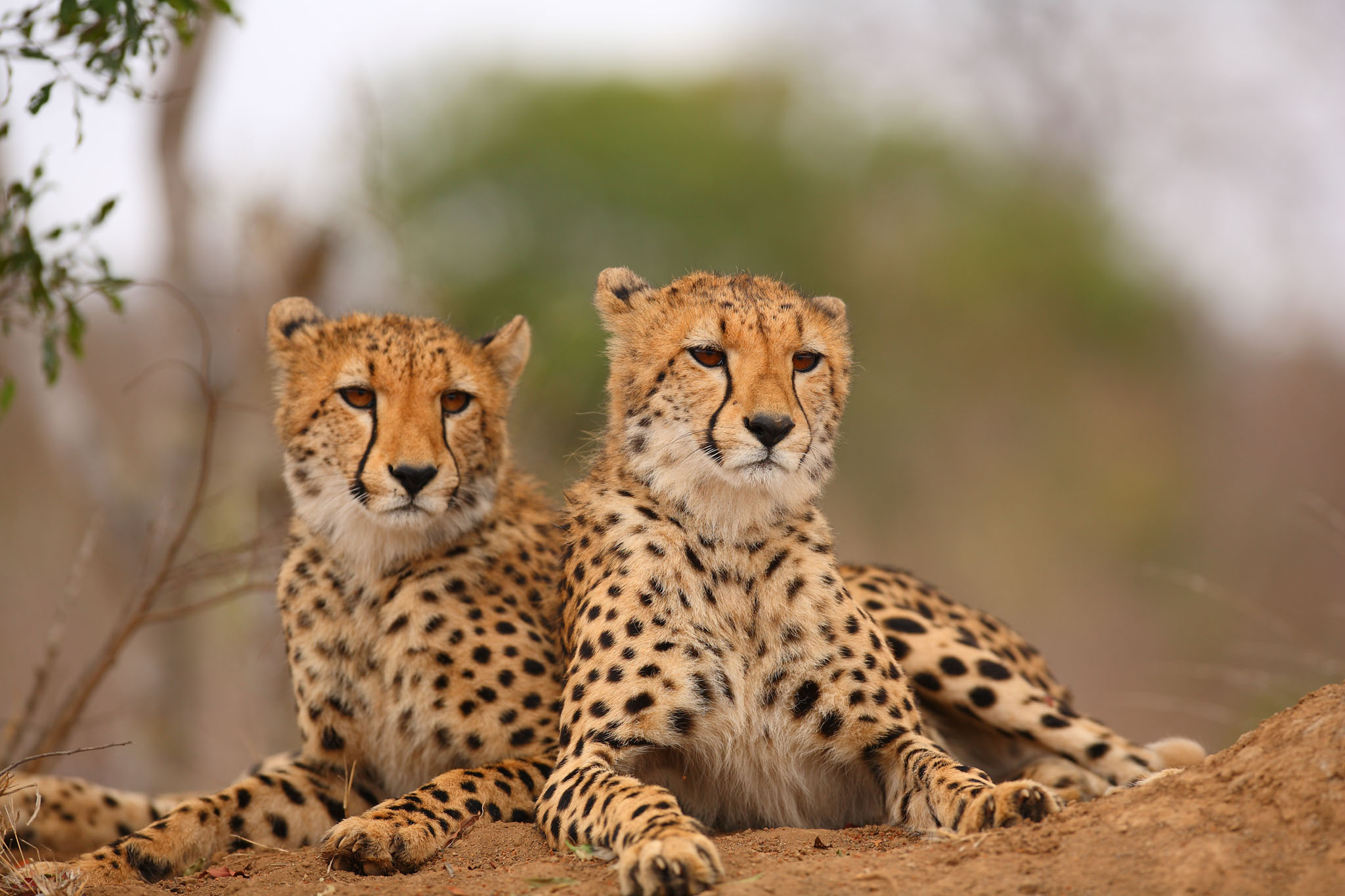 two cheetahs lying down in road at royal malewane lodge kruger park