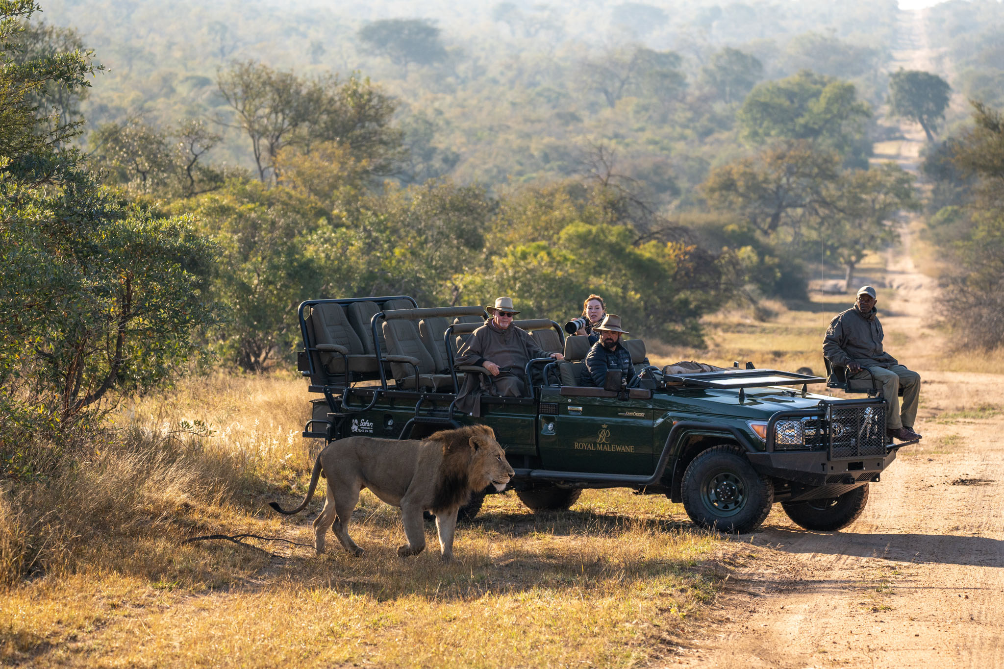 lion next to safari vehicle at royal malewane