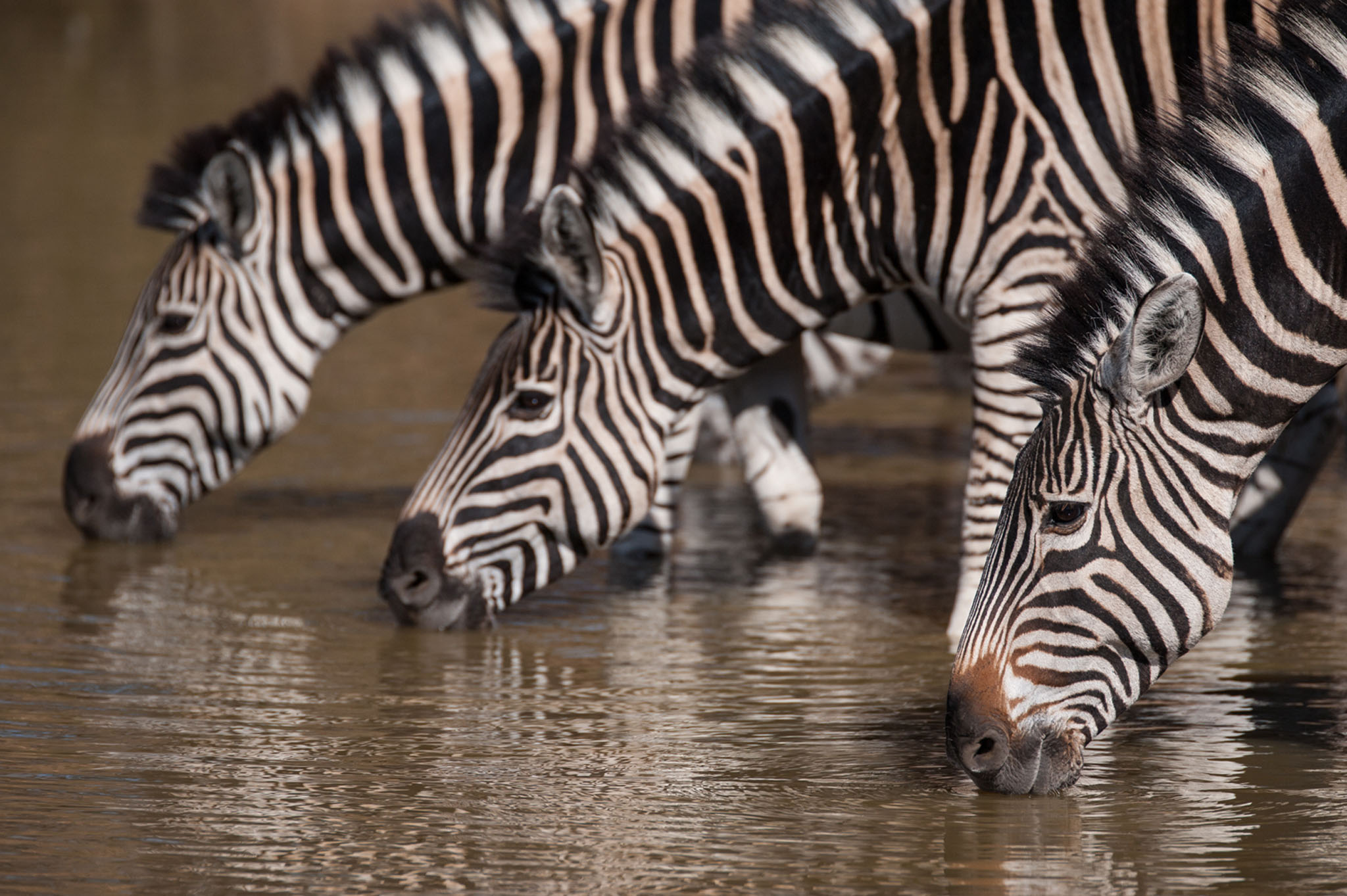 three zebras drinking water at royal malewane