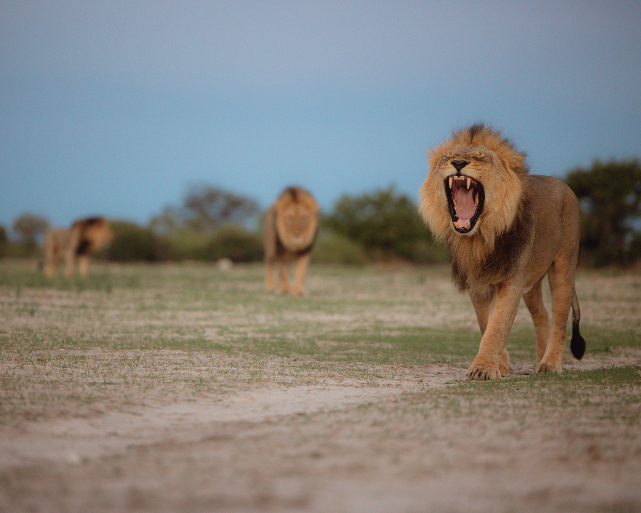 pride of lions walking in the delta at eagle island lodge