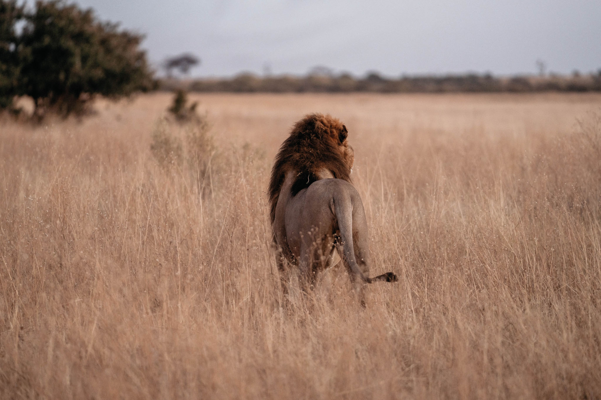lion in grasslands of delta at savute elephant lodge botswana