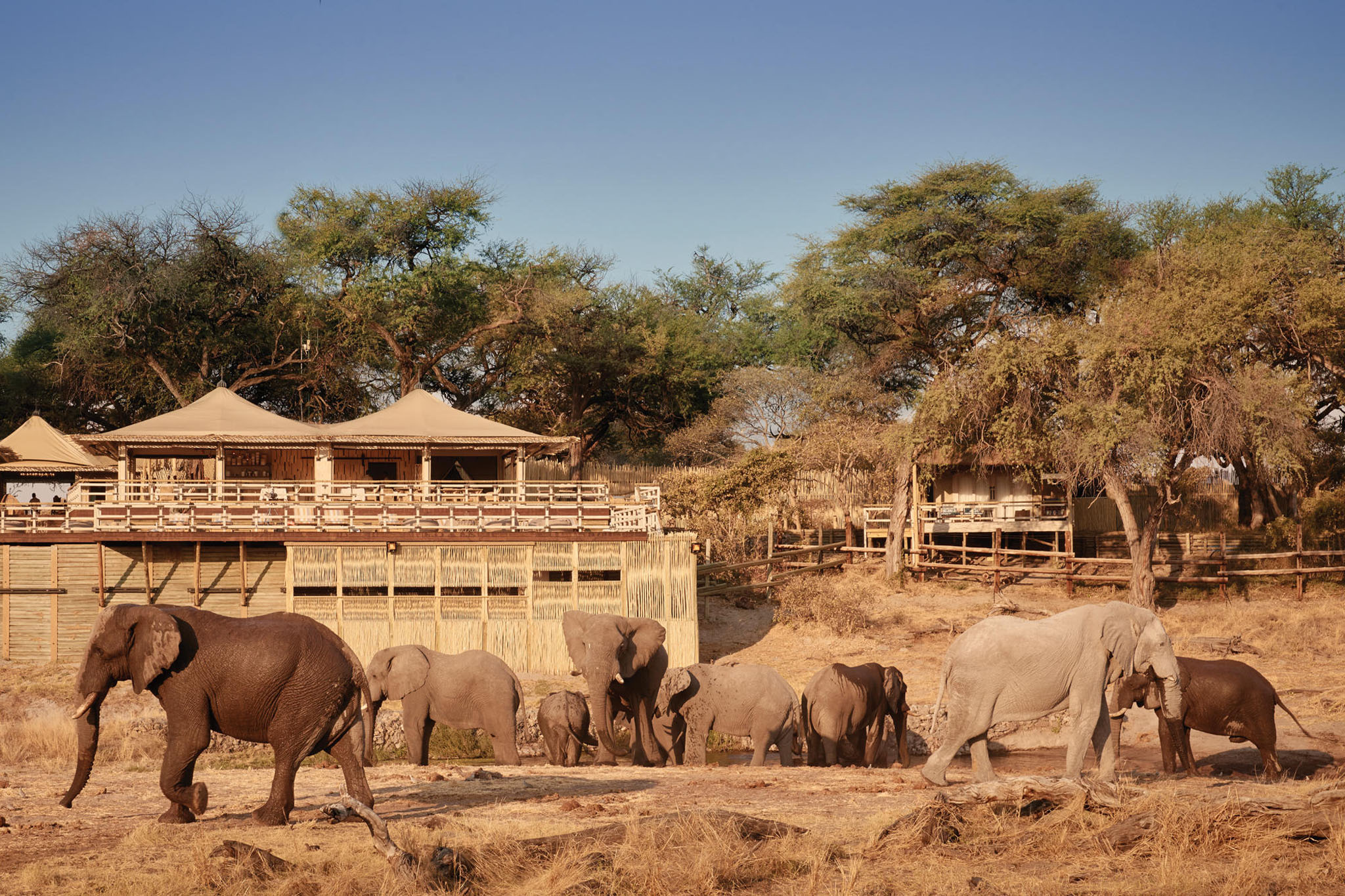 Herd of elephants below viewing hide at Savute Elephant lodge by Belmond safaris