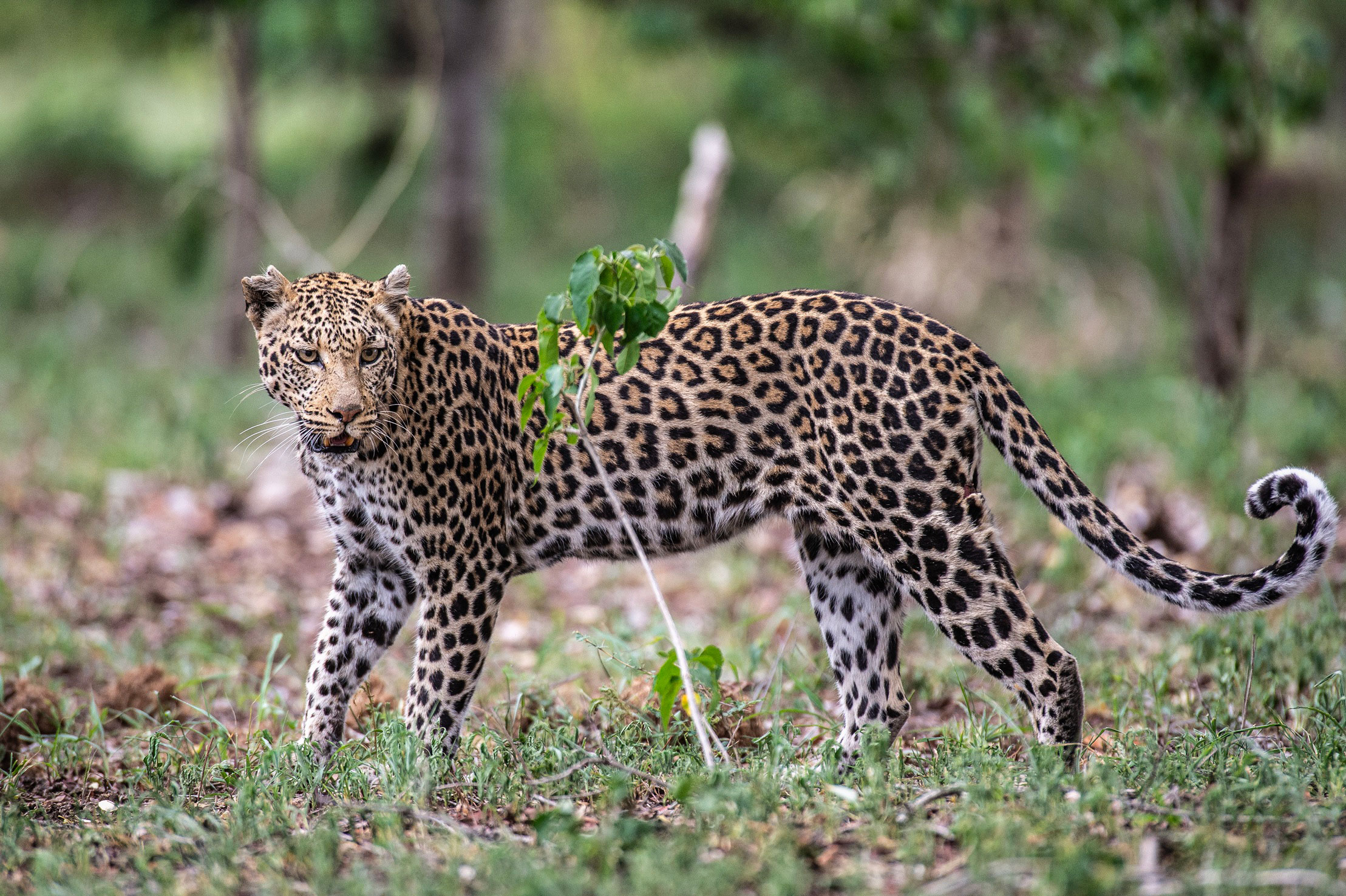 leopard in short grass in kruger national park