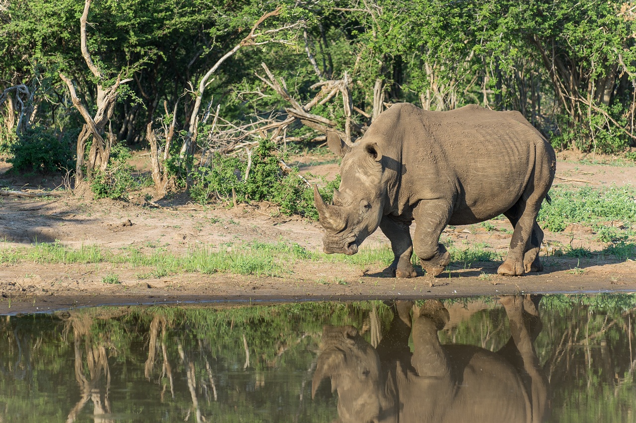 rhono at waterhole at kruger national park
