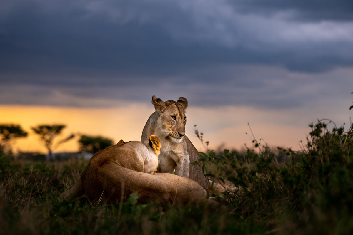 two lions at sunset on the plains of Singita Faru Faru lodge Serengeti