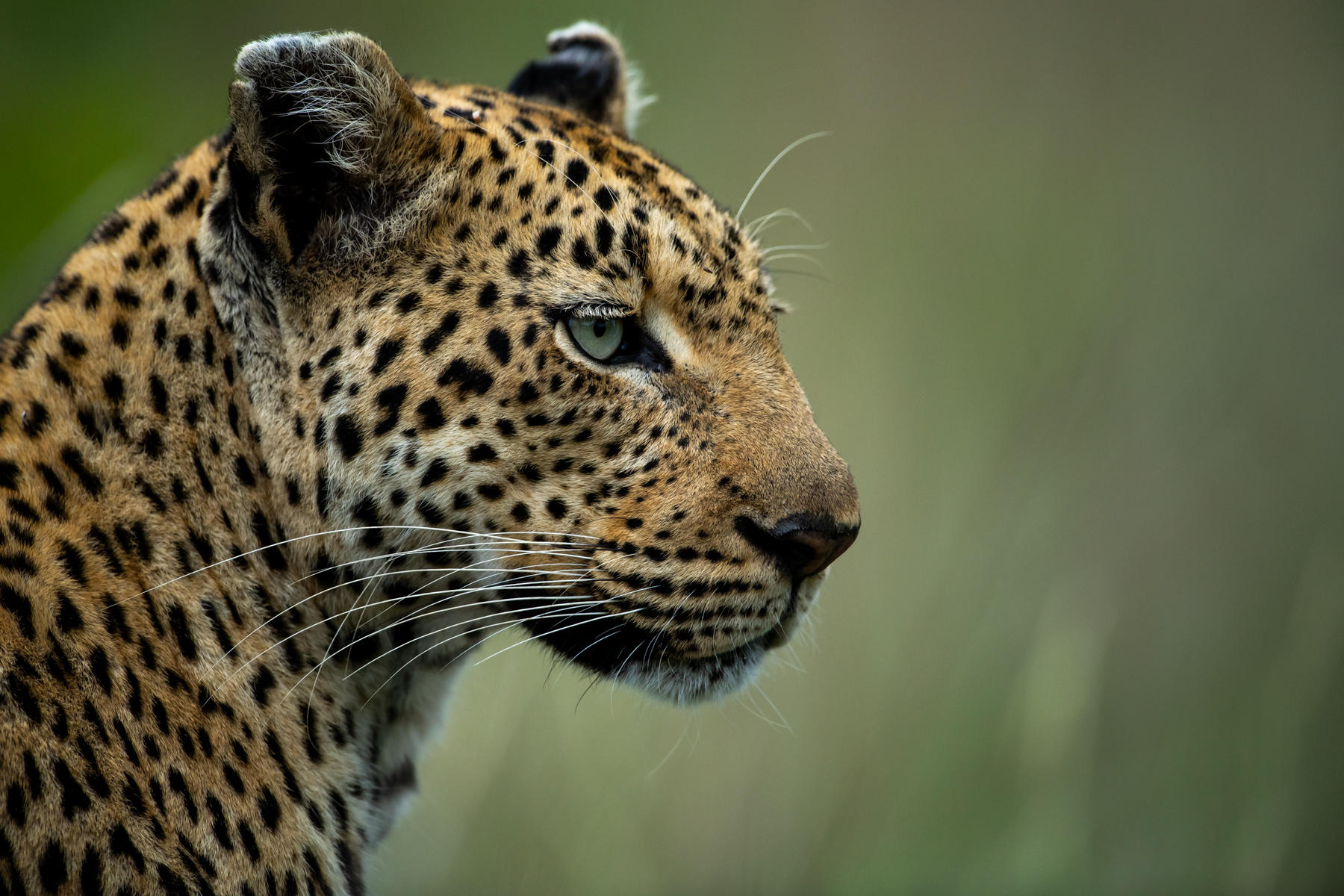 headshot of a male leopard at singita kruger national park