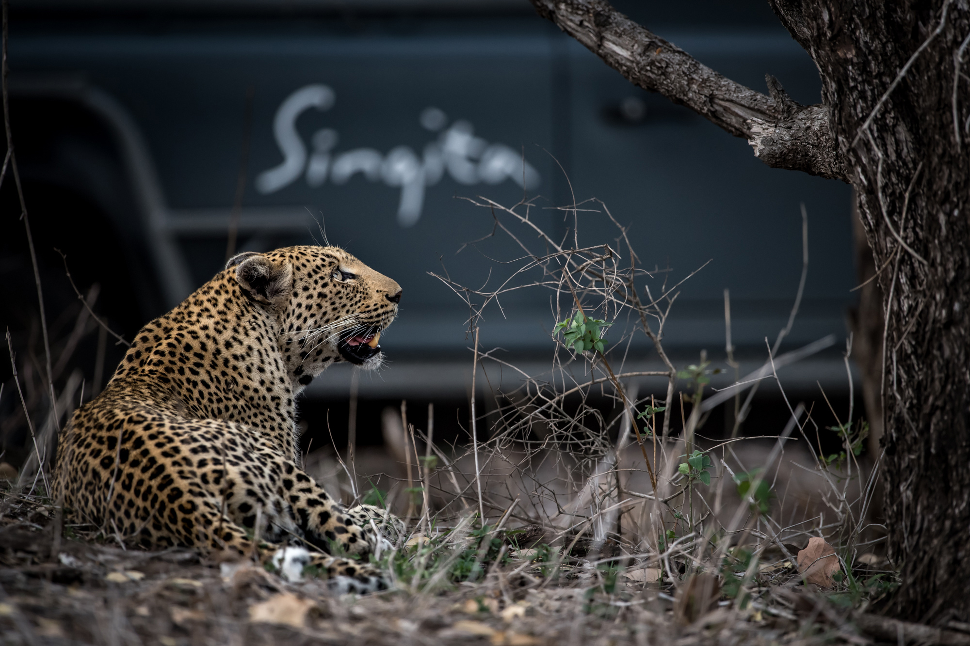 leopard lying down at side of safari vehicle at singita sabi sand
