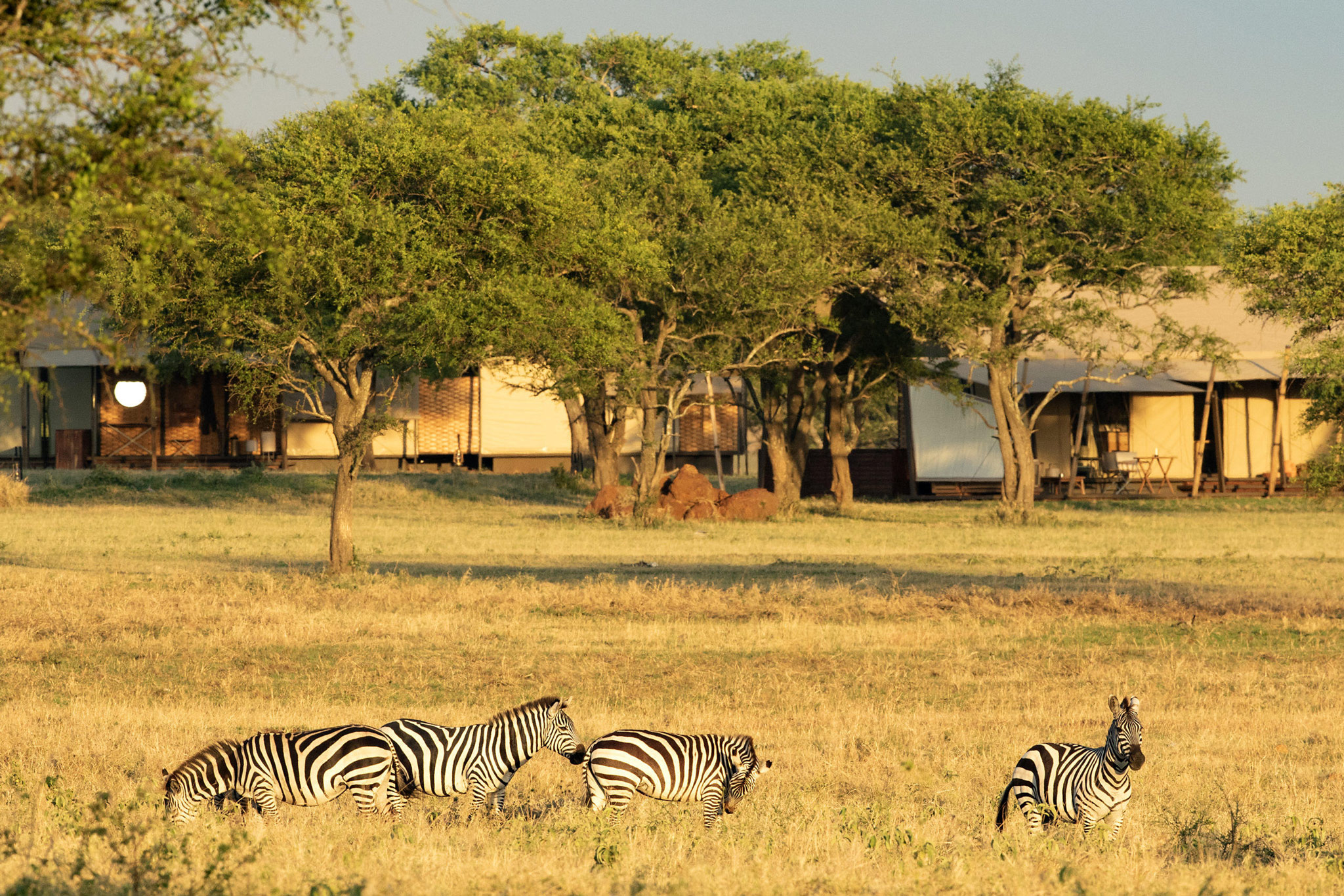 zebra herd on plains in front of Singita Sabora Tented Camp Serengeti 