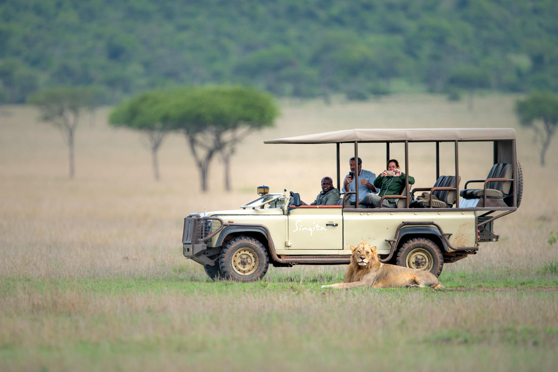 game drive vehicle next to lion at Singita Sasakwa lodge in Serengeti