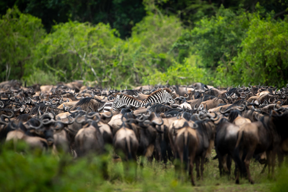 herd of wildebeest and zebras in the migration at Singita Sasakwa lodge in Serengeti