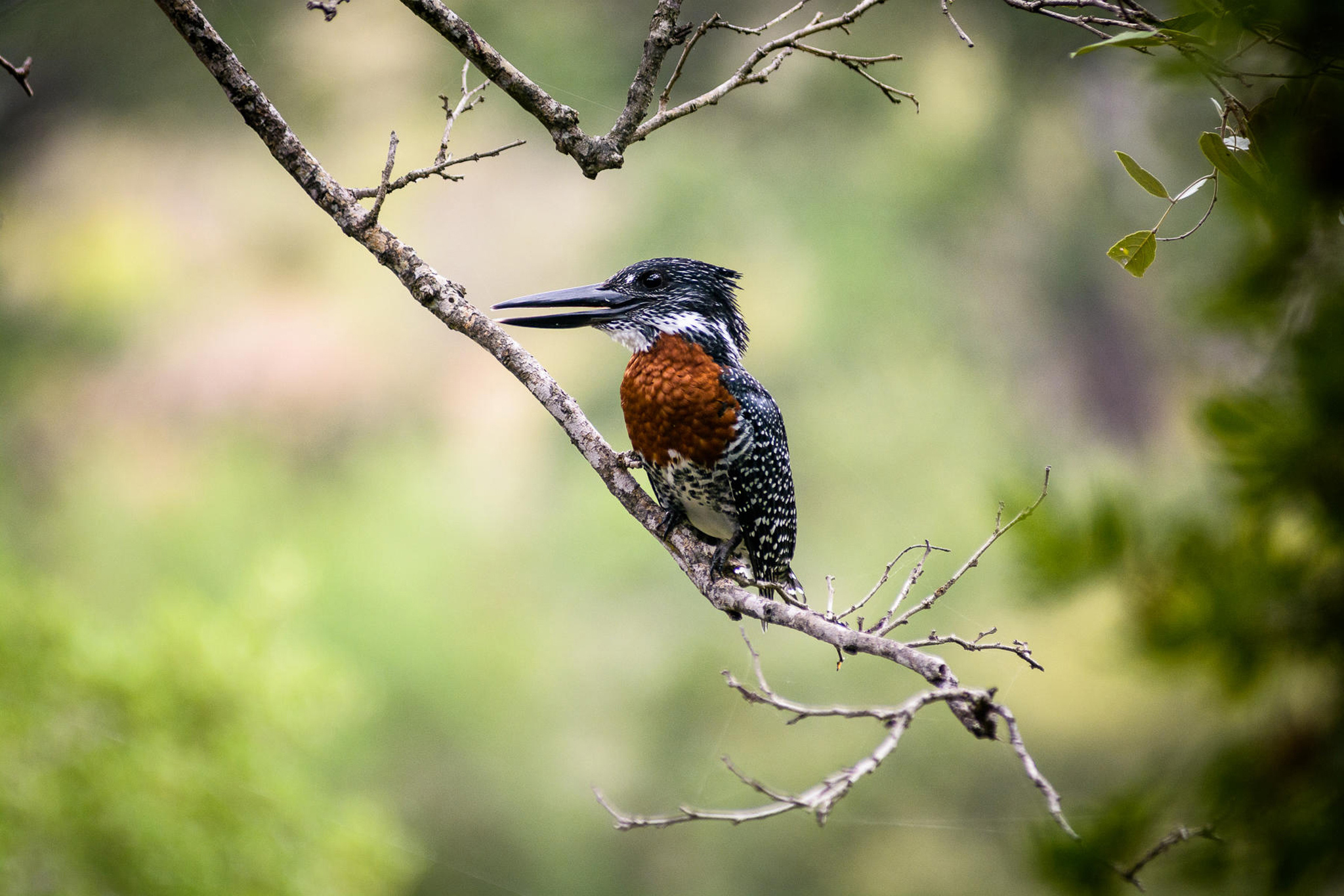 kingfisher in tree at singita luxury lodge