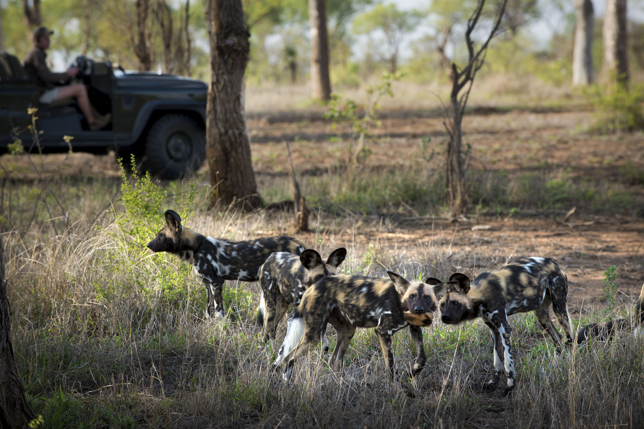 wild dogs by safari vehicle at andBeyond Tengile river lodge