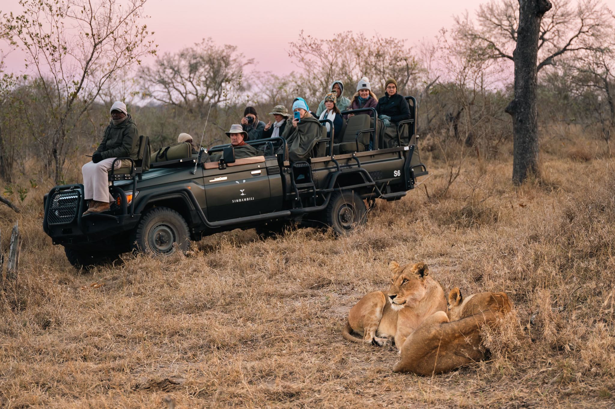two young lions in front of safari vehicle on game drive by Thornybush reserve
