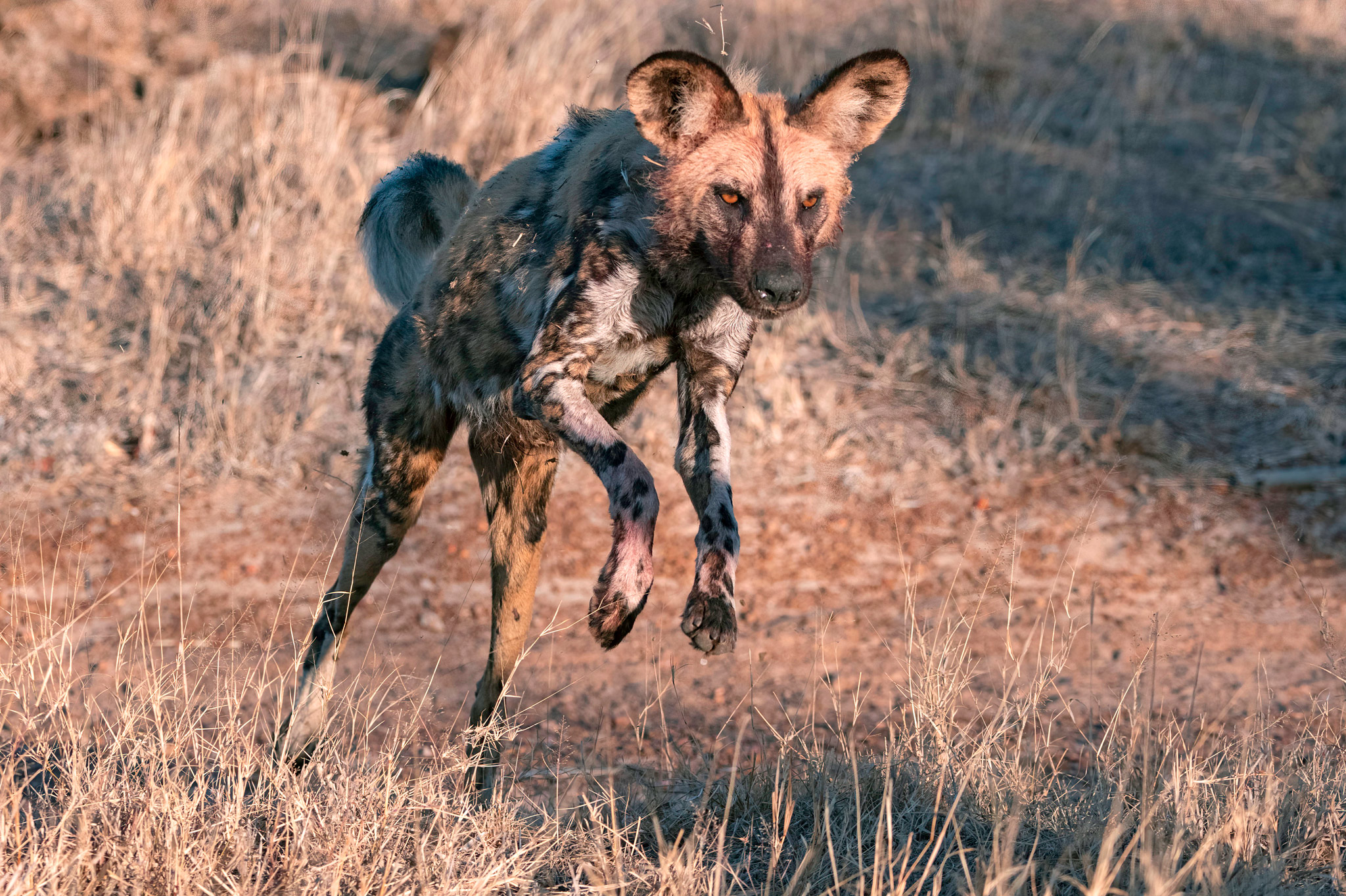 wild dog jumping in short grass in the morning at Thornybush reserve
