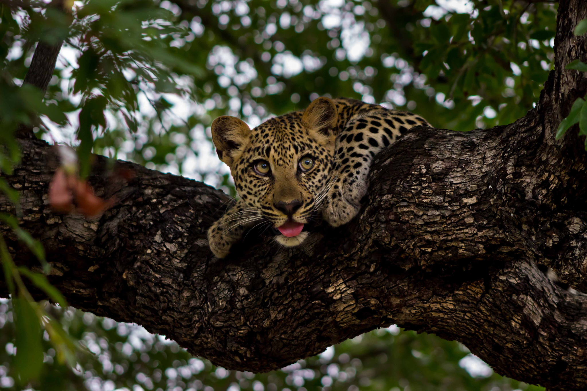 leopard in tree at ulusaba lodge