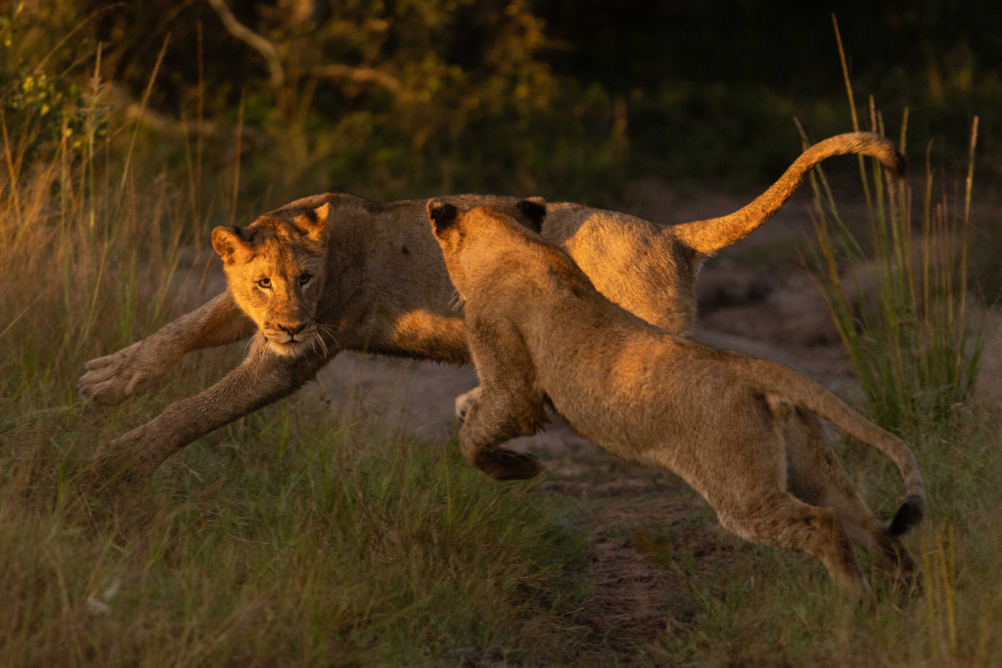 two young lions playing on the grass at ulusaba safari lodge