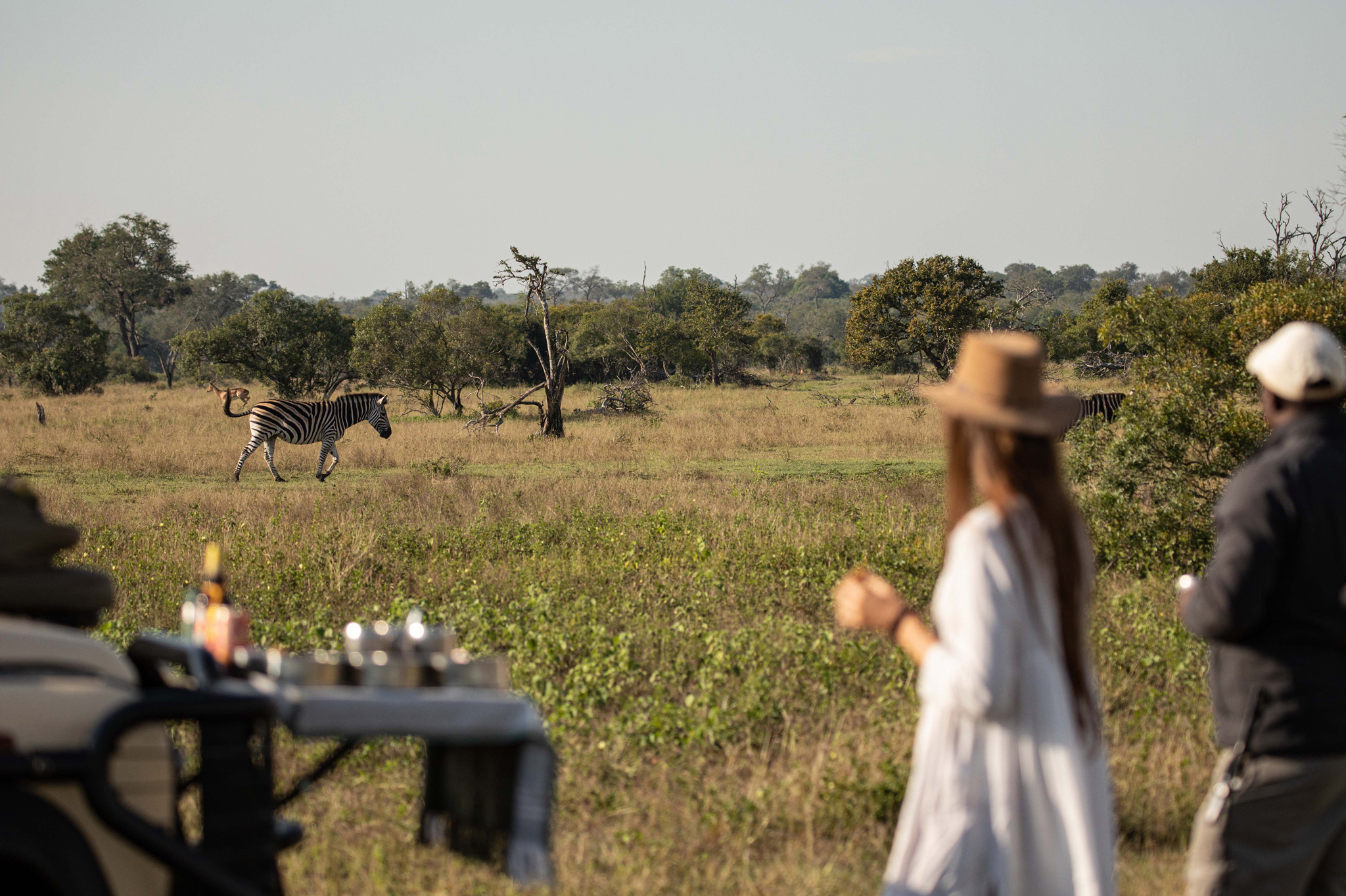 lady guest on walking safari having coffee and looking at zebra in distance