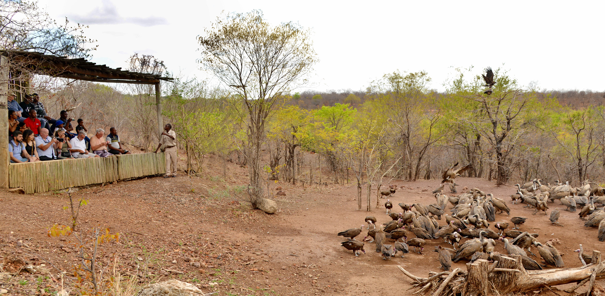 guests witnessing feeding vultures in the vultures culture kitchen of Victoria falls safari lodge Zimbabwe