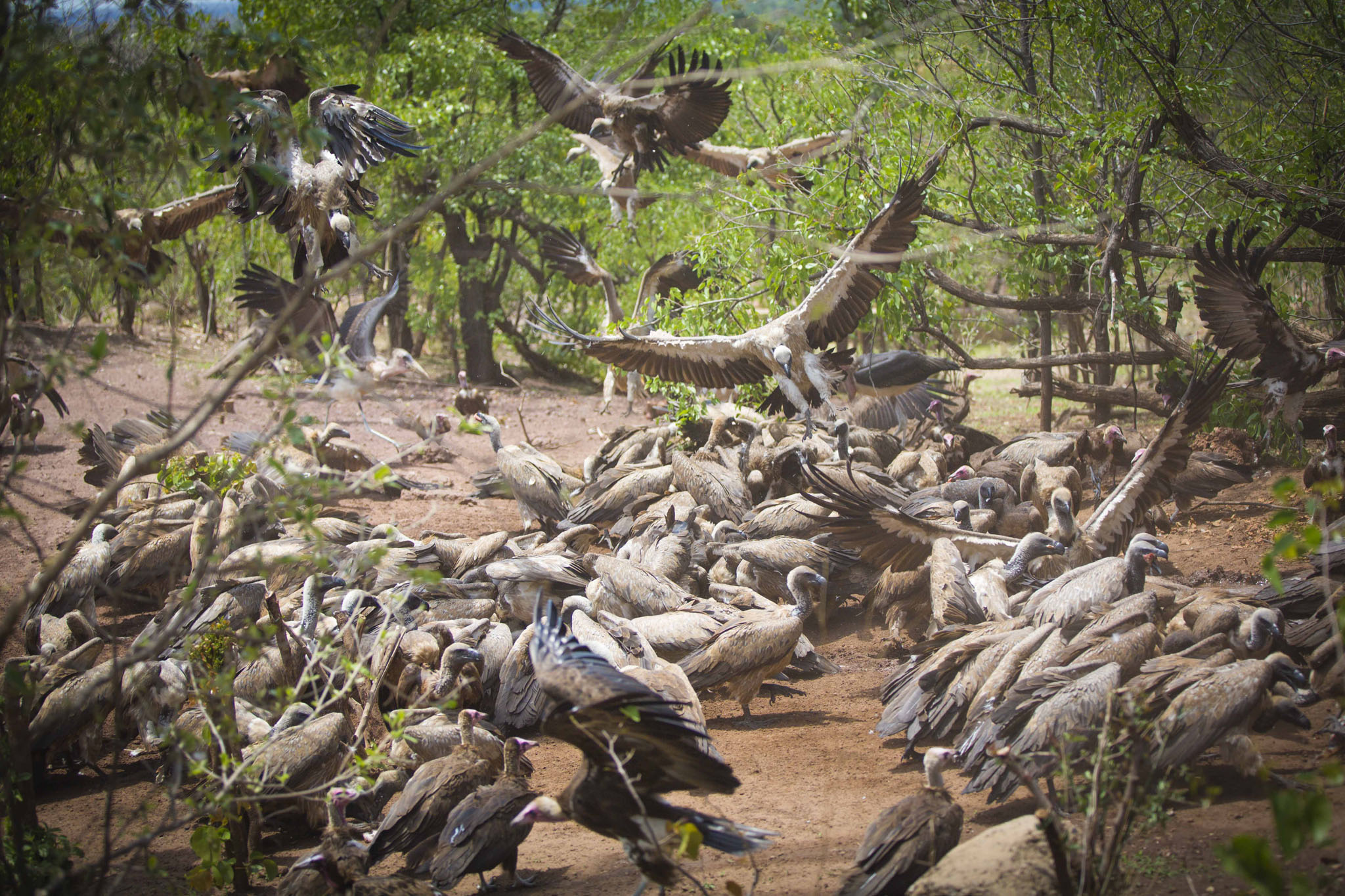 feeding vultures at the victoria falls vulture kitchen