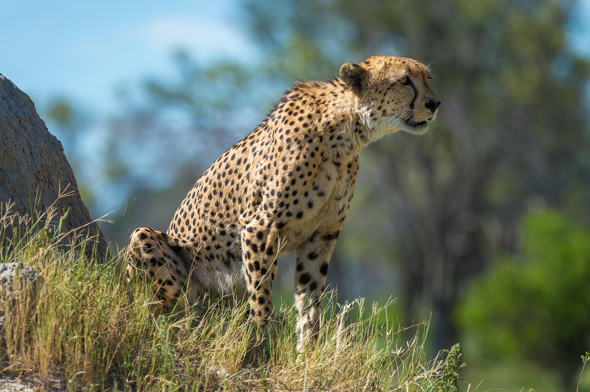 cheetah in th eplains looking right at vumbura plains camp