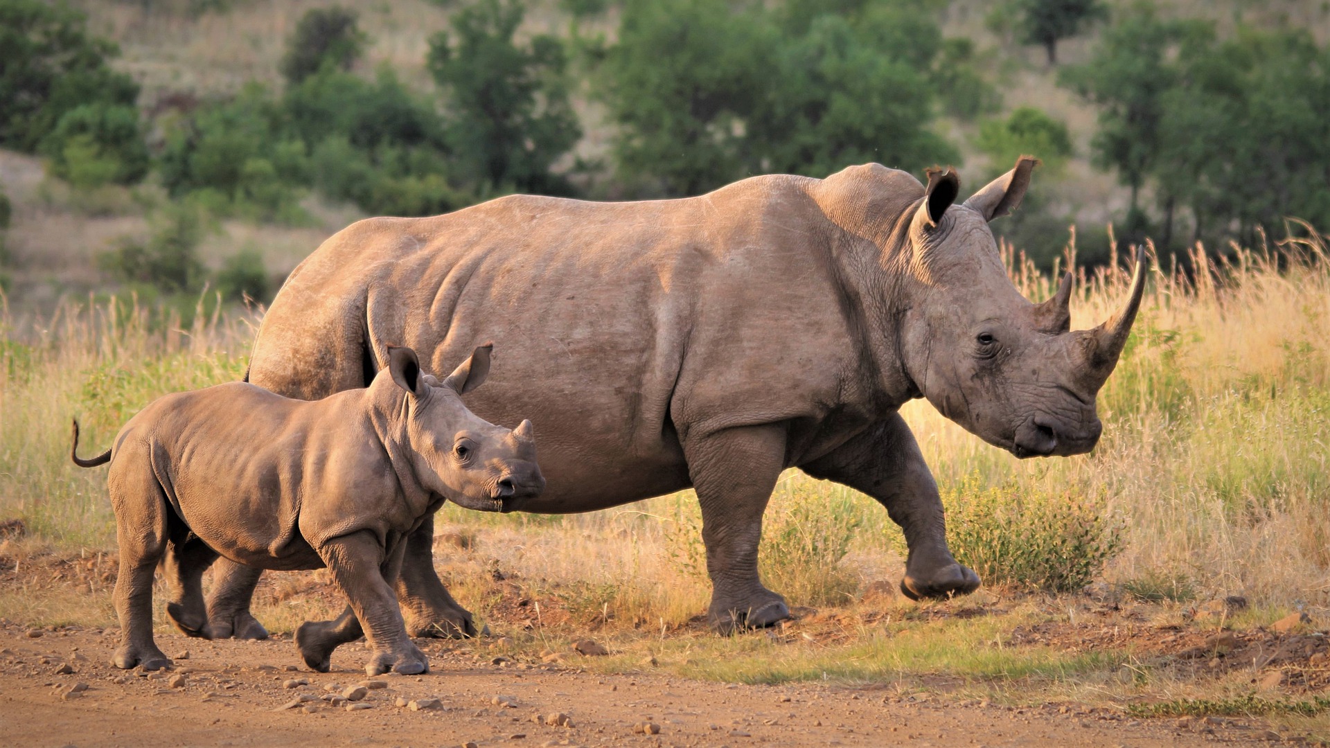 rhino and calf walking in road at kruger national park