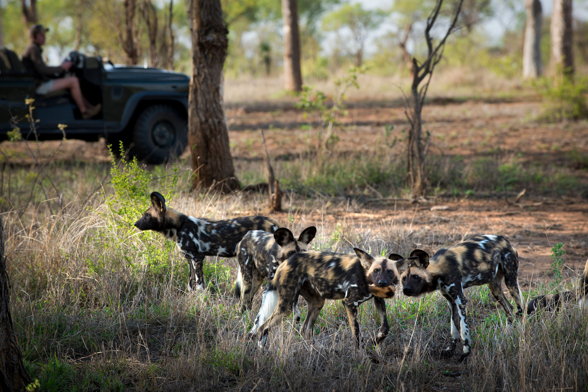 wild dogs by safari vehicle at andBeyond tengile river lodge