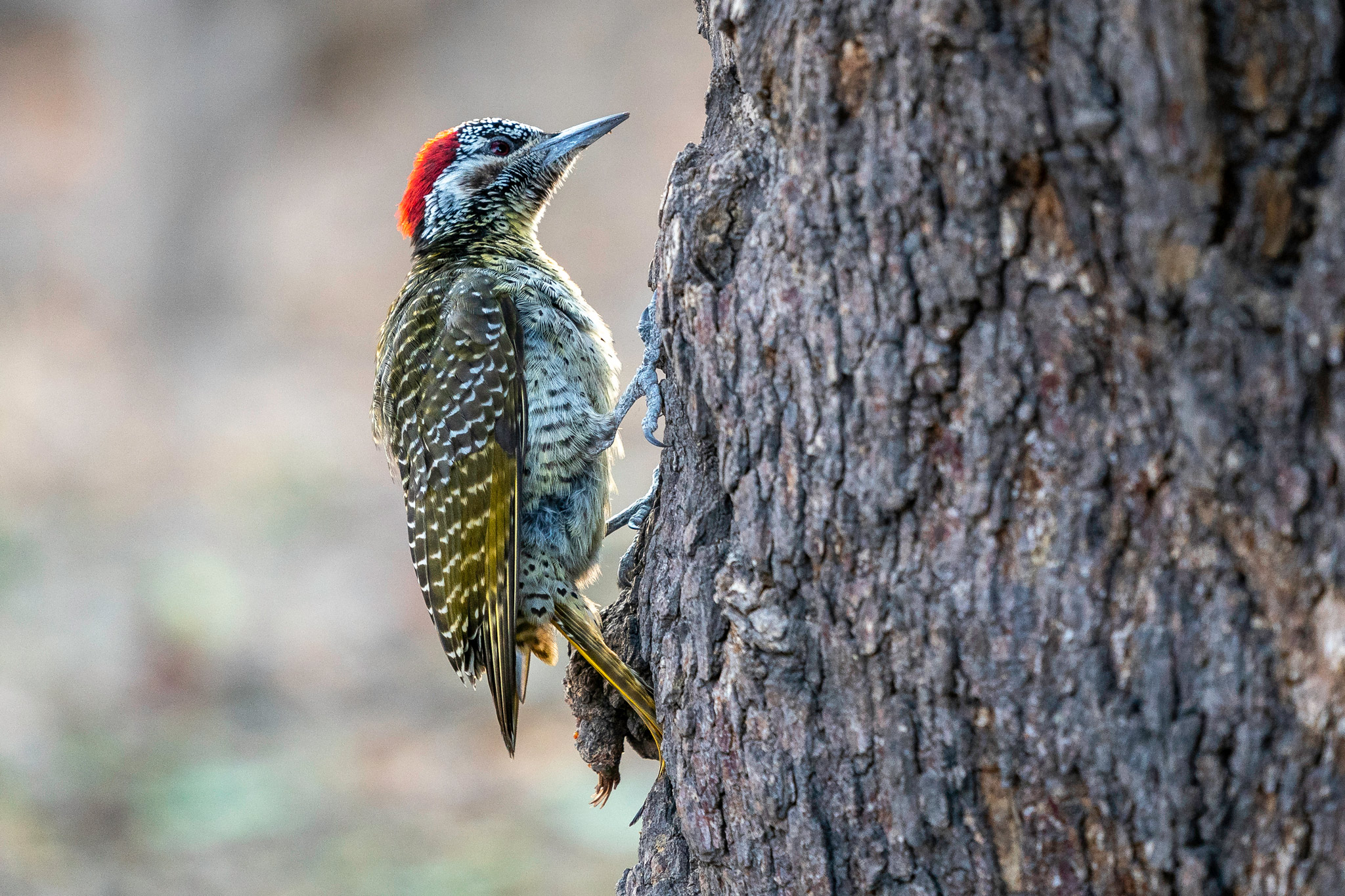 woodpecker on a tree sighted at wilderness duma tau camp botswana