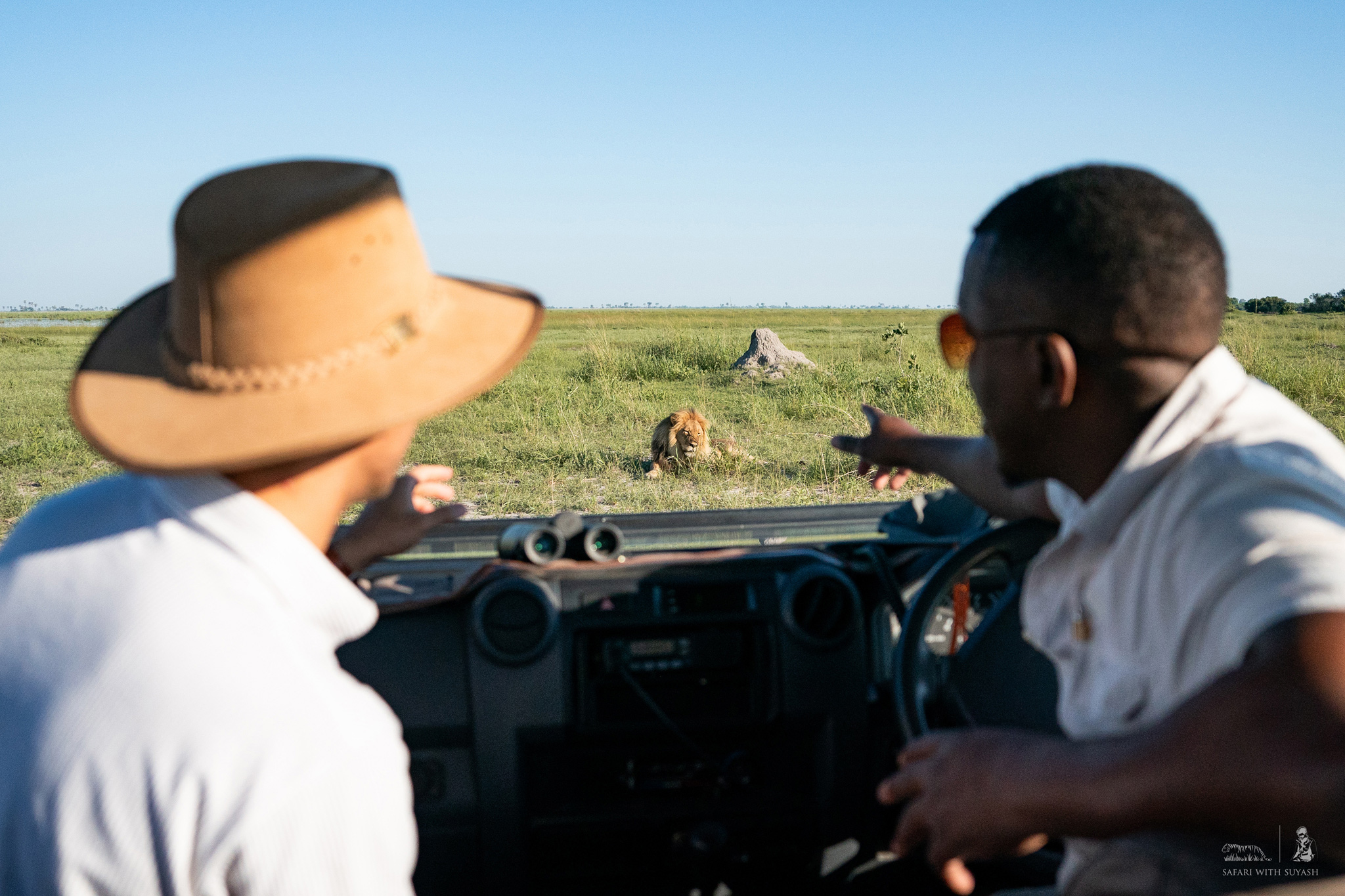 guide and guest in safari vehicle looking at lion nearby at wilderness duma tau camp botswana