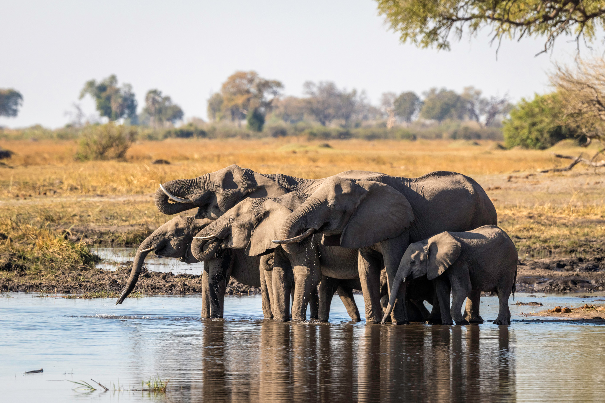 elephant herd in water at wilderness duma tau camp botswana