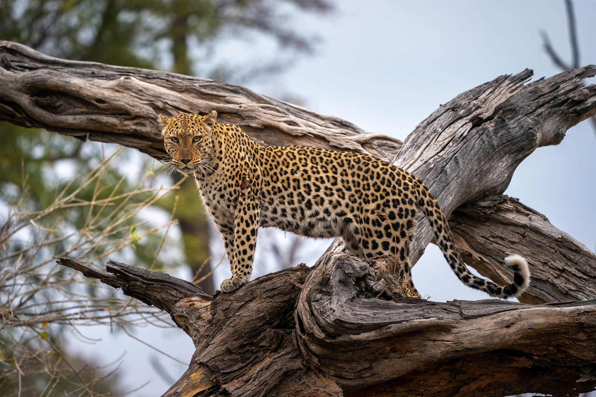 leopard standing on a fallen tree at lady looking at wilderness duma tau camp botswana