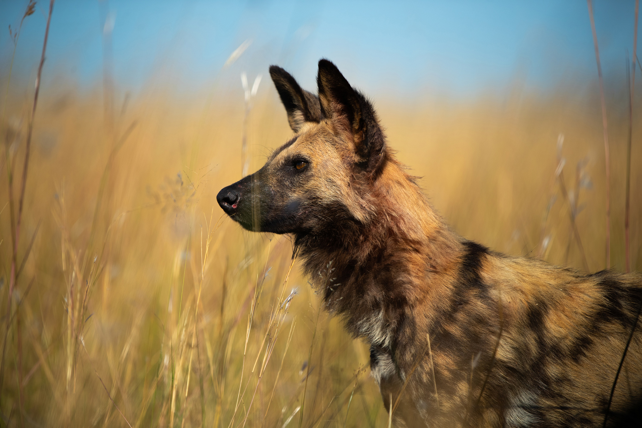 lone wild dog in grasslands of delta at at wilderness duma tau camp botswana