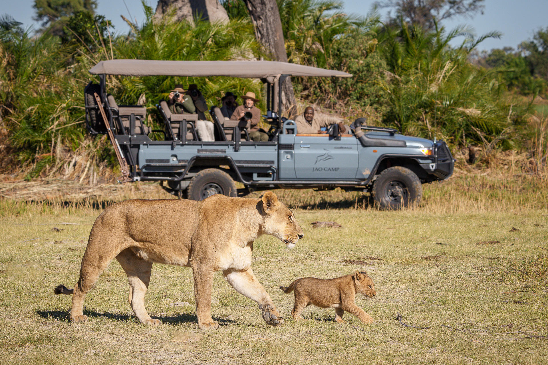 lioness and cub walking past a game drive vehicle at Jao Camp Wilderness Botswana