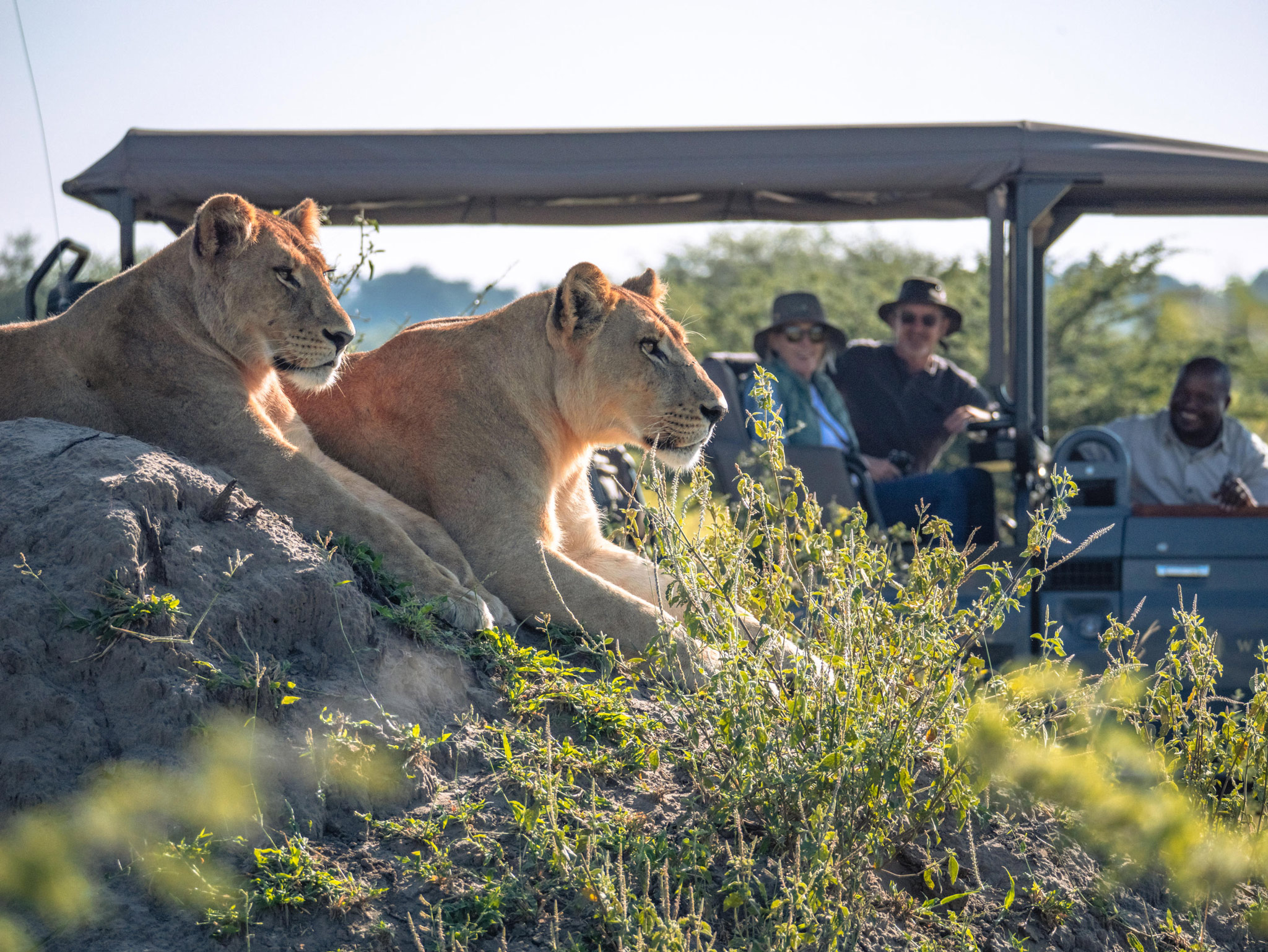 two lions on a rock outcrop close by safari vehicle in background at Okavango Delta by Little Mombo Wilderness