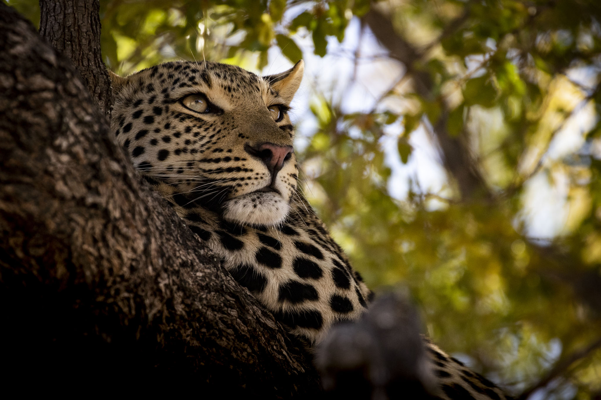 partial view of leaopard in a tree at jao lodge botswana