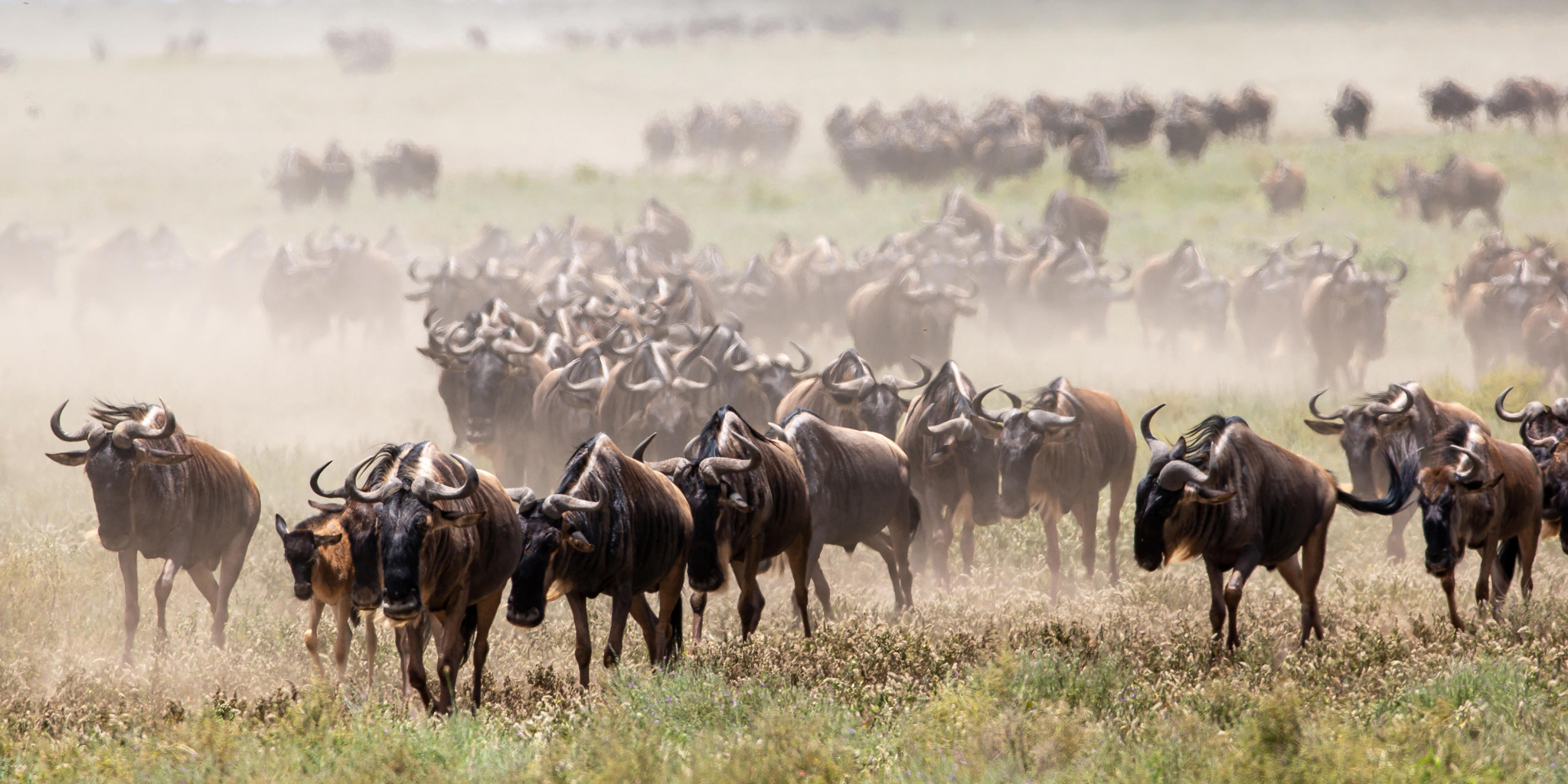 wildebeest on the plains of the mara at &beyond Kichwa Tembo