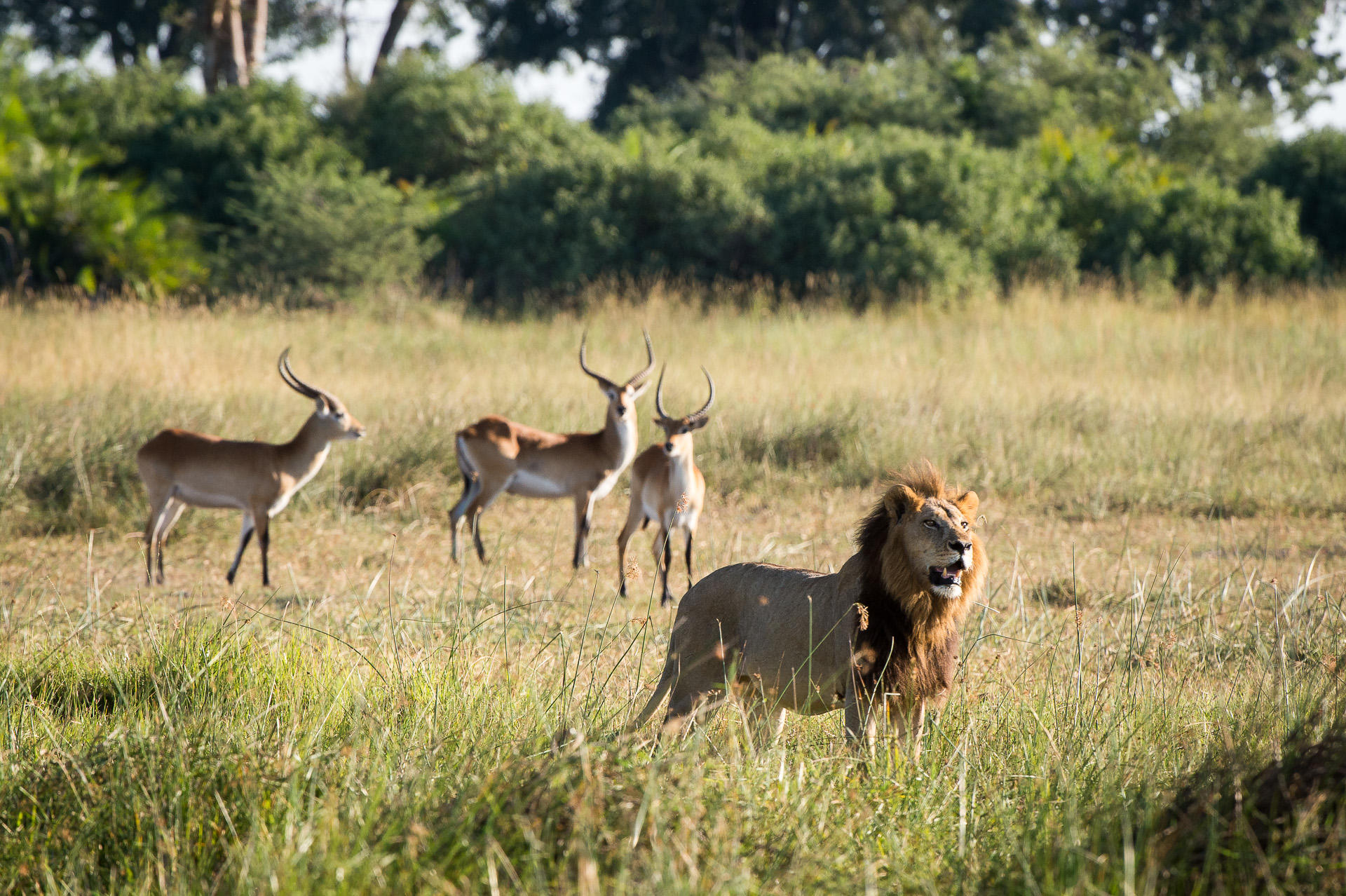 lion with antelopes in front of little mombo camp