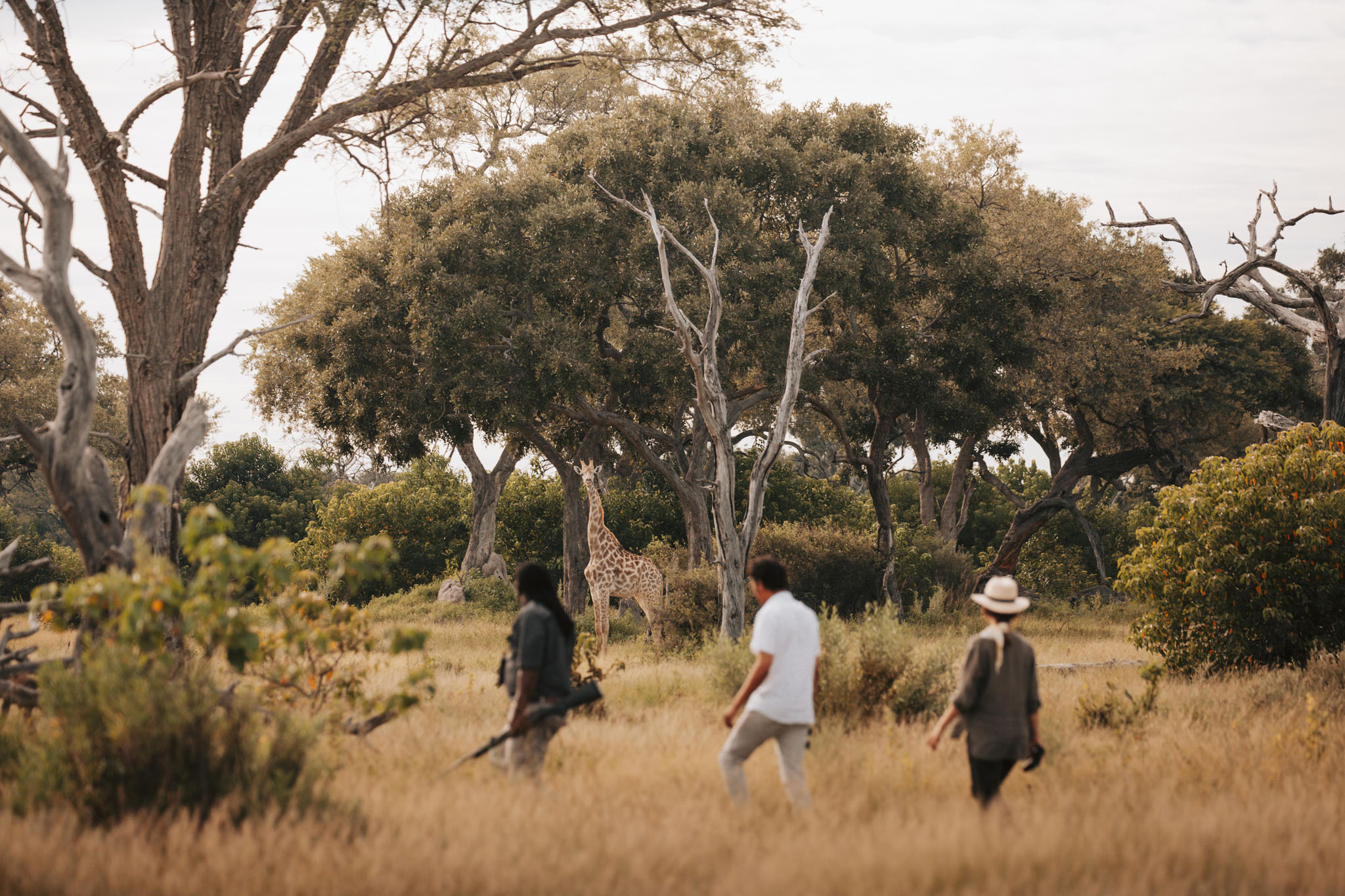 walking safari with guests and guide at Vumbura Plains Camp Wilderness Okavango Delta