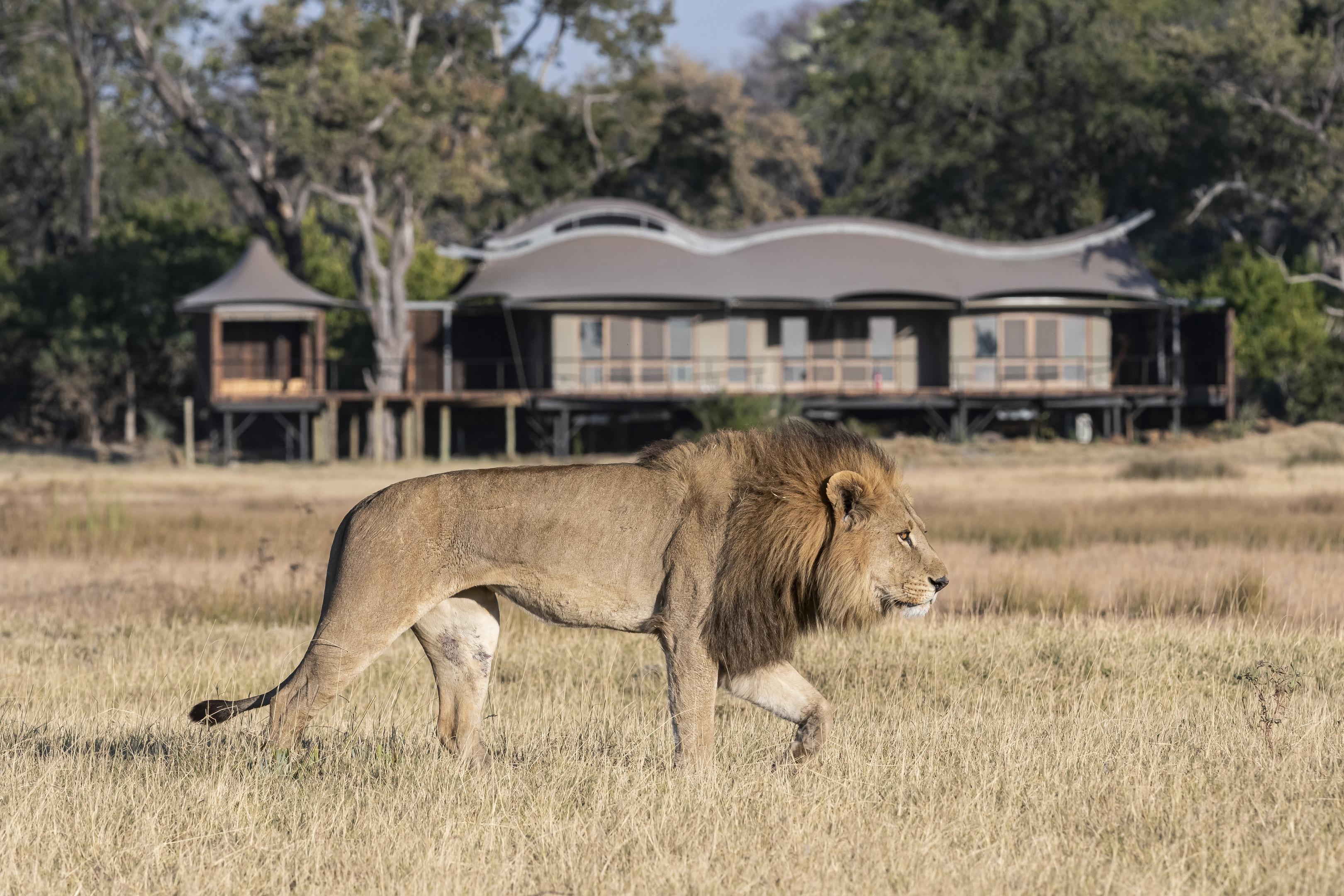 big male lion walking across short savanna grass of delta in front of Xigera Lodge Botswana