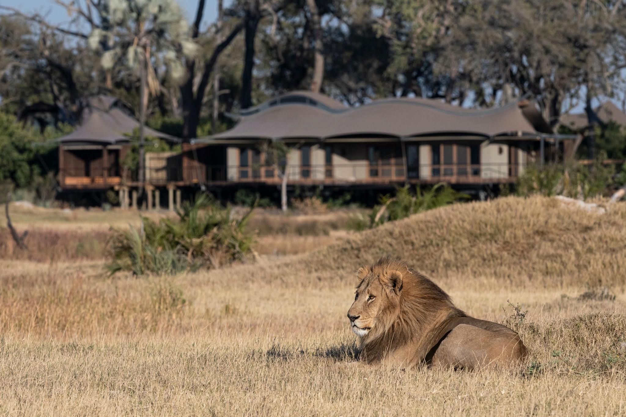 lion lying in front of Xigera safari lodge Okavango Delta Bostwana